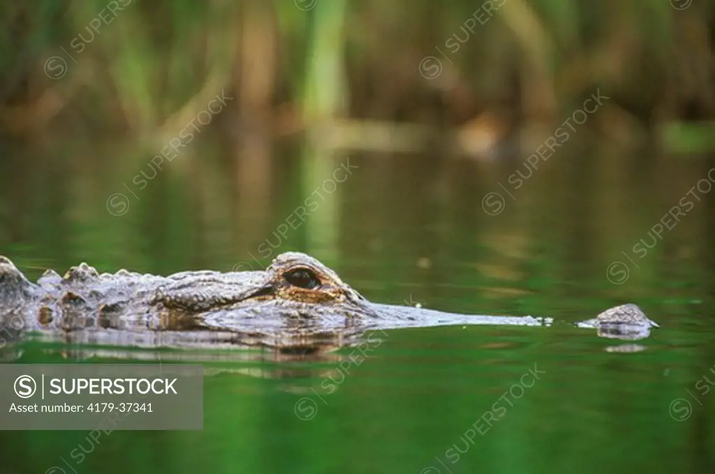 American Alligator swimming, Okefenokee Swamp, GA