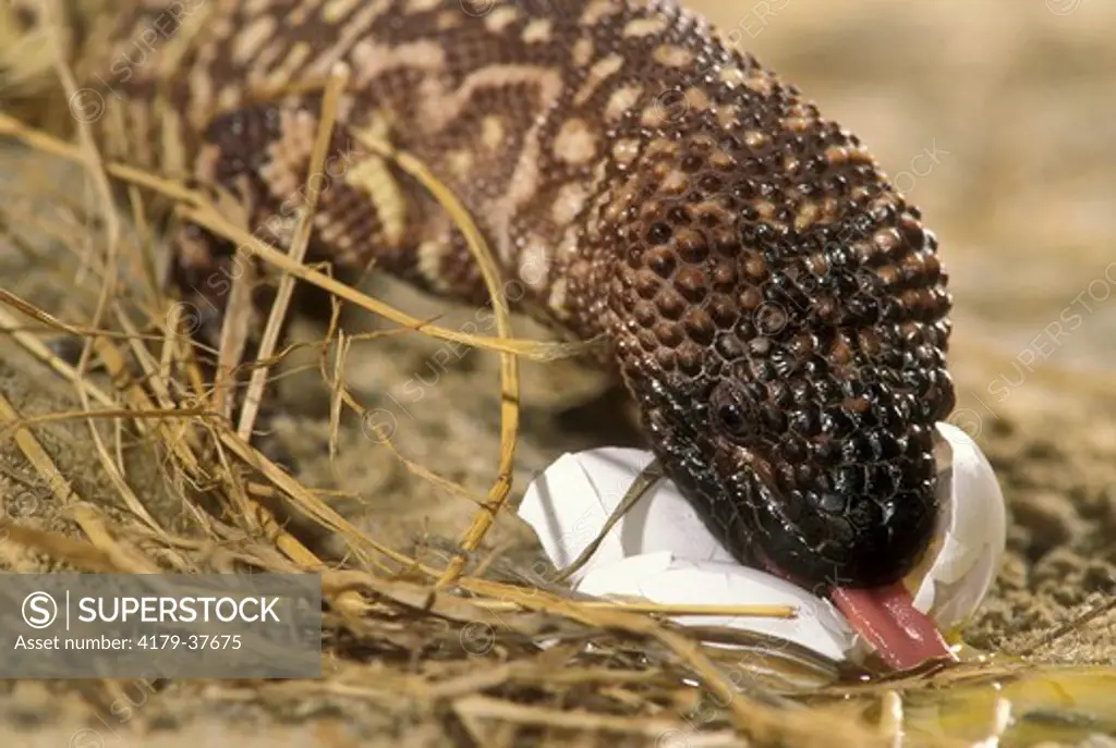 Mexican Beaded Lizard eating bird egg - W. Mexico (Heloderma horridum)