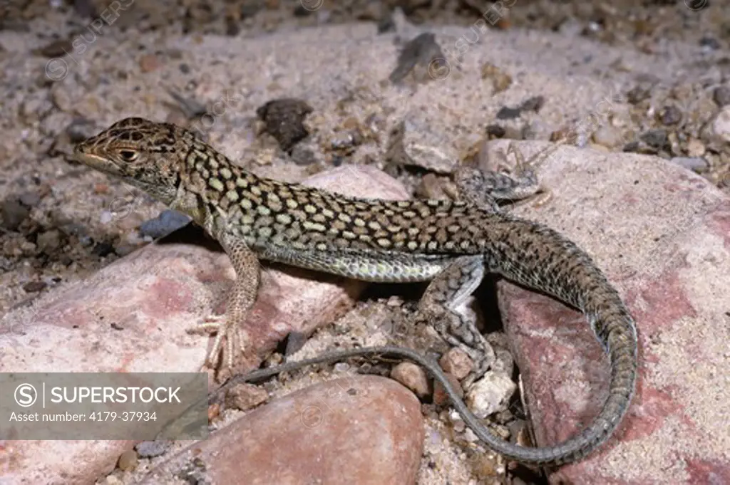 Fringe-fingered Lizard (Acanthodactylus pardalis), Egypt