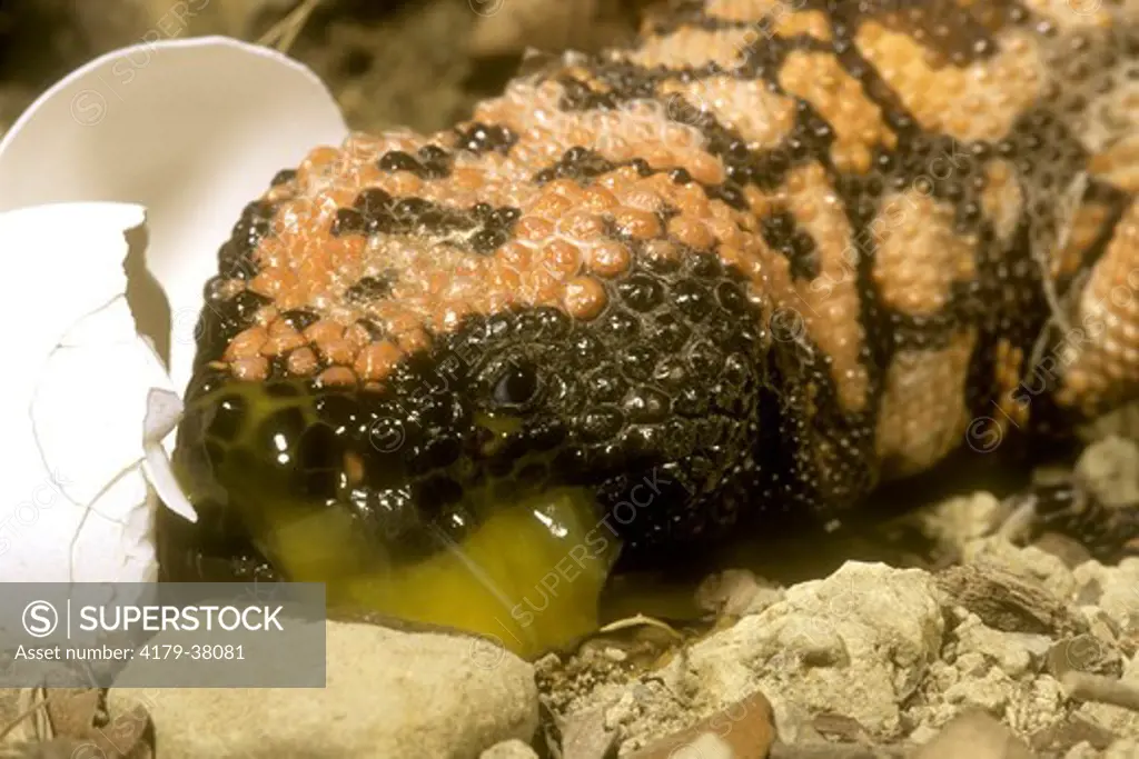 Gila Monster (Heloderma suspectum) S.W. USA (AZ) eating egg