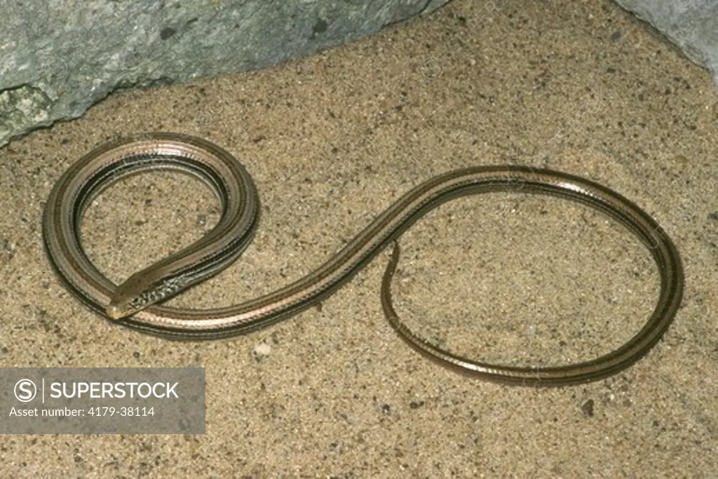 Western Slender Glass Lizard (Ophisaurus attenuatus attenuatus) Douglas Co. KS