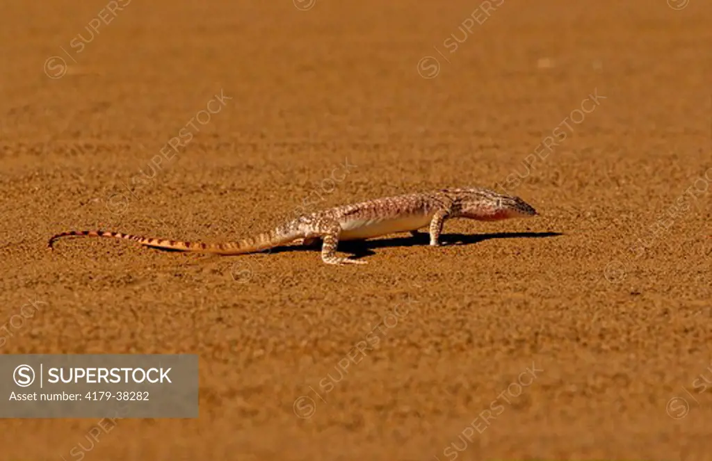 Desert Monitor Lizard (Varanus Griseus Caspius) Rub Al Khali Desert, Yemen The Empty Quarter