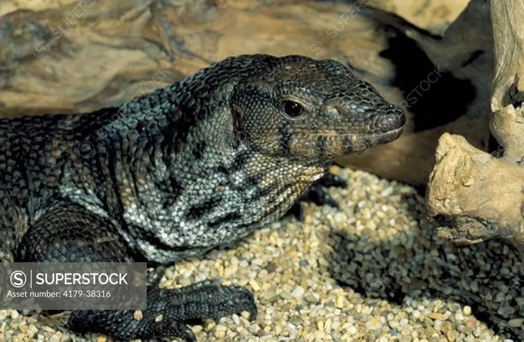 Dumerils Monitor Lizard (Varanus dumerili), SE Asia