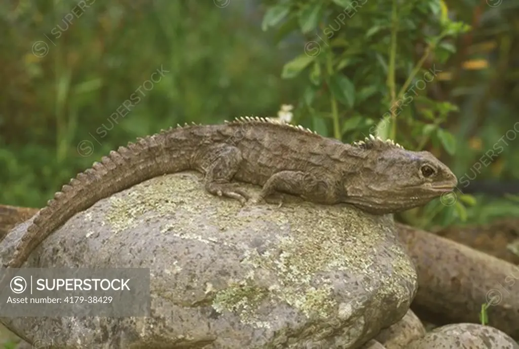 Tuatara   Living Fossil (Sphenodon punctatum) Male ew Zealand