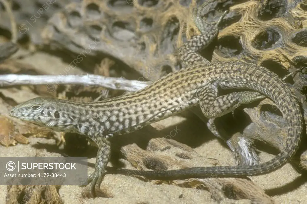 California Whiptail Lizard (Cnemidophorus tigris mundus)