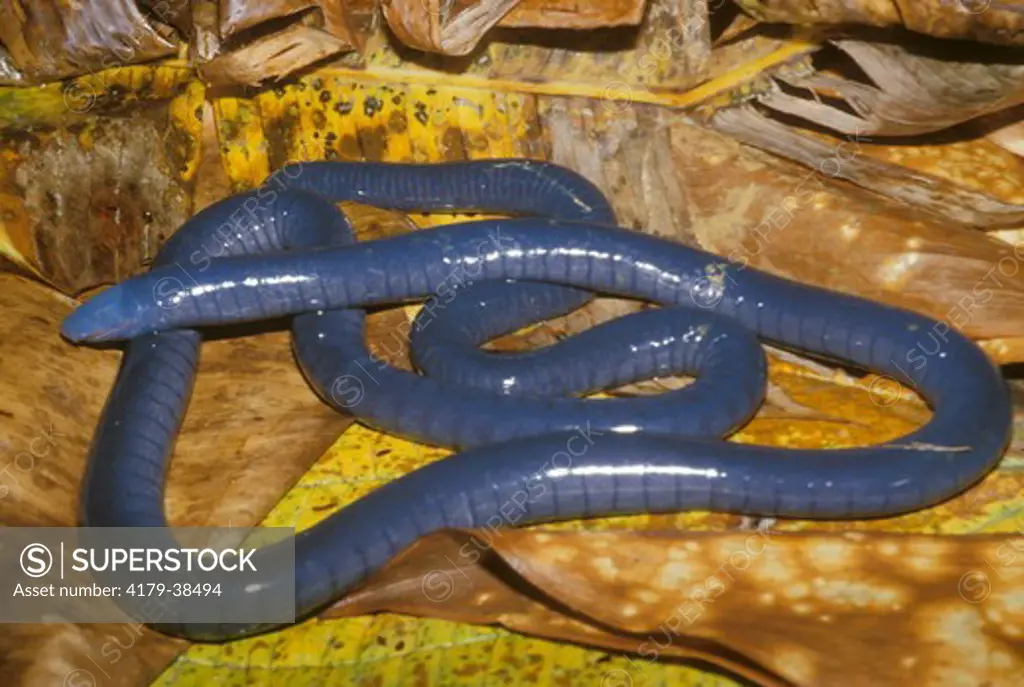 Caecilian: Legless Amphibian related to salamanders (Caecilia nigricans) Colombia