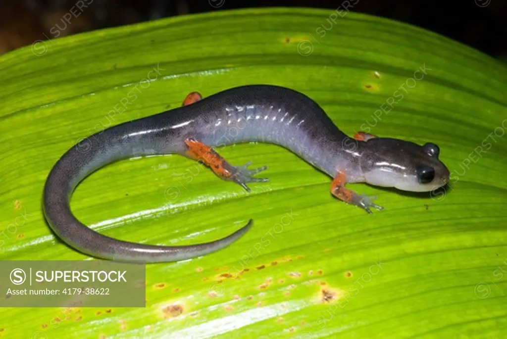 Red-legged Salamander (Plethodon shermani) Standing Indian Camp Ground, Nantahala National Forest, NC, NOrth Carolina