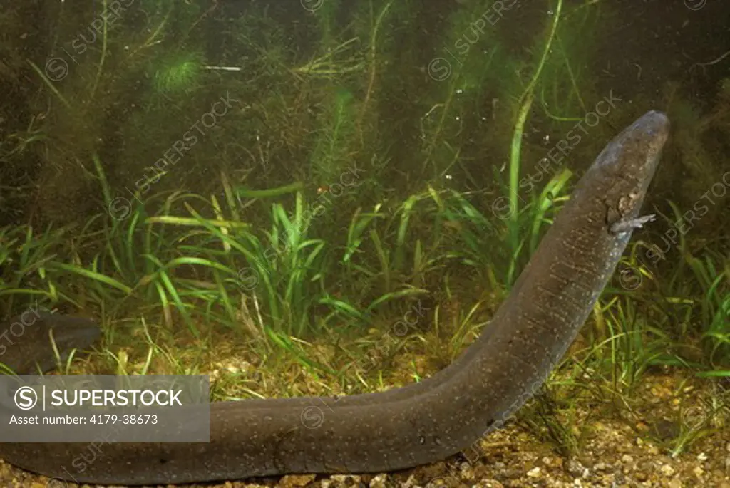 Greater Siren Salamander (Siren lacertina)