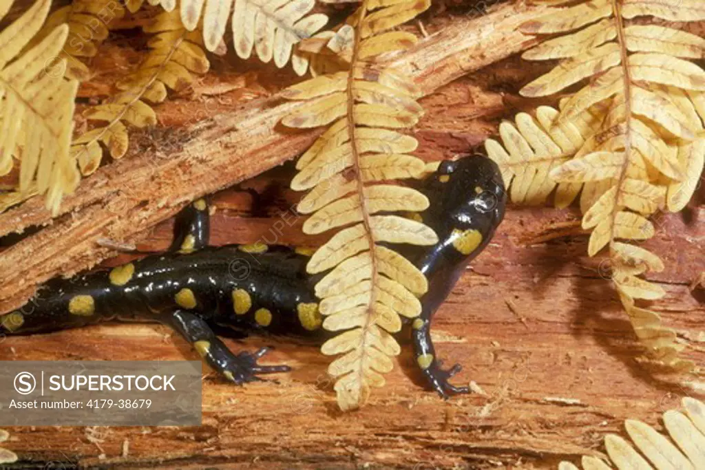 Spotted Salamander  (Ambystoma maculatum)  Upstate NY