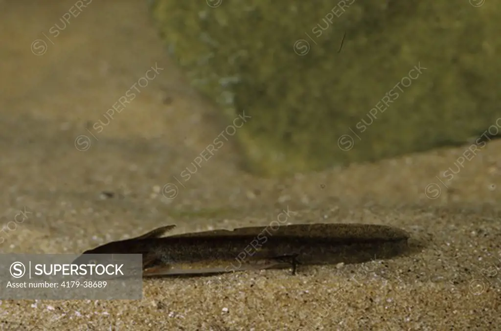 Spotted Salamander Larva (Ambystoma maculatum), IC