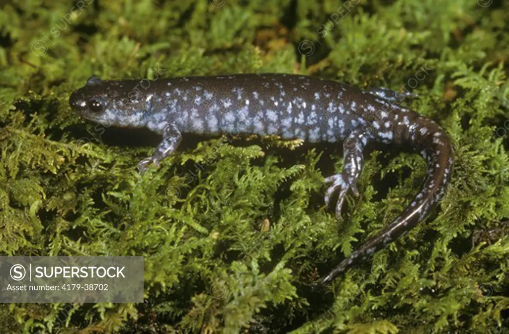 Tremblay's Salamander (Ambystoma tremblayi)