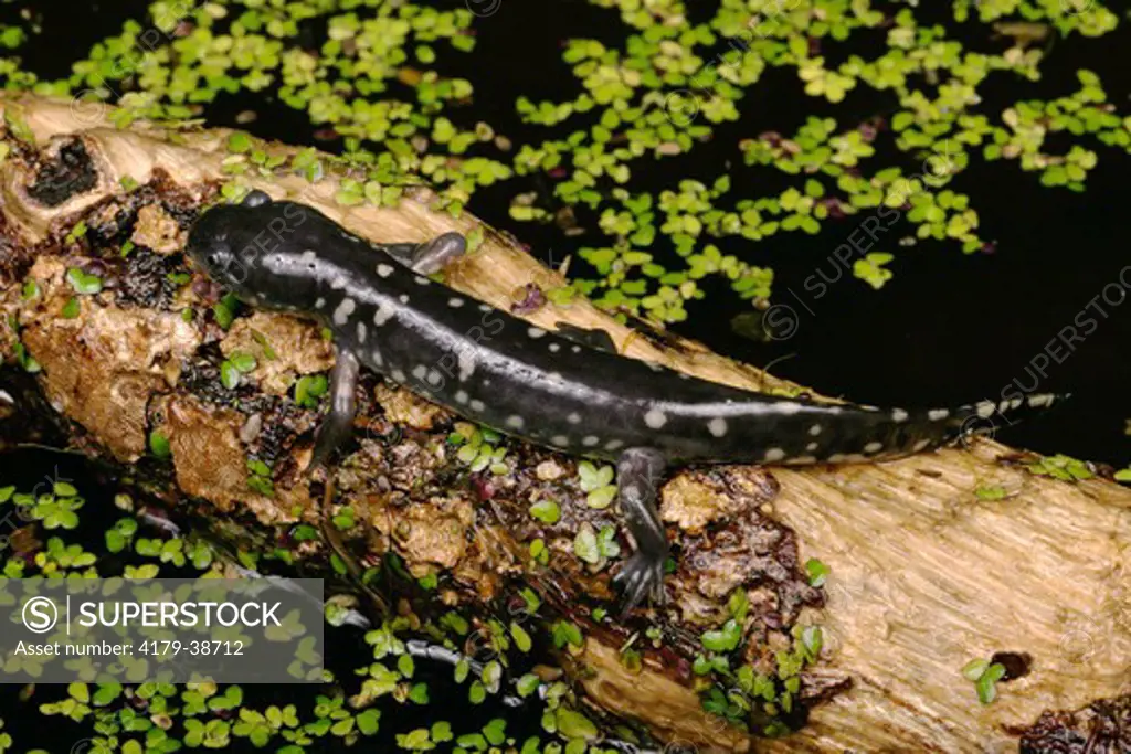 Tiger Salamander (Ambystoma tigrinum) Sumter County, Florida