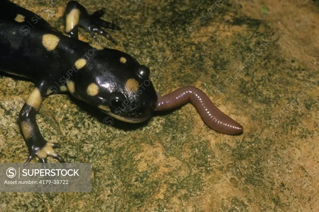 Eastern Tiger Salamander eating Worm (Ambystoma t. tigrinum), IC