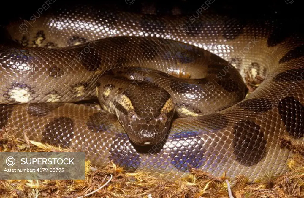 Green Anaconda, juvenile (Eunectes murinus), South America, heaviest Snake in World