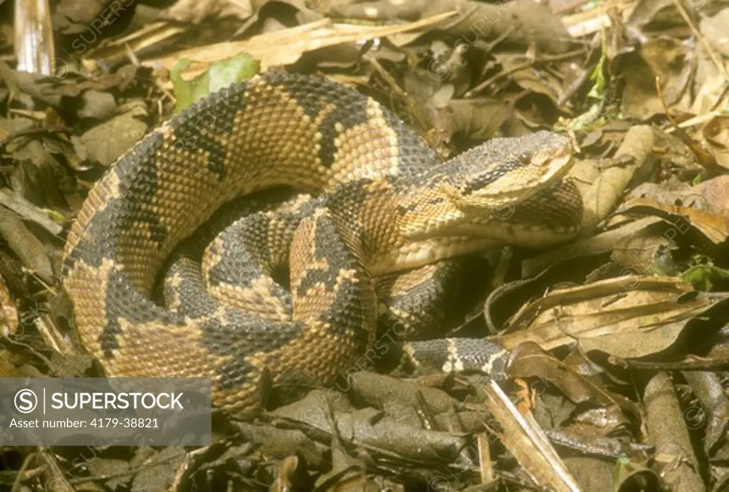 Bushmaster or Surucucu Snake (Lachesis muta), Brazil