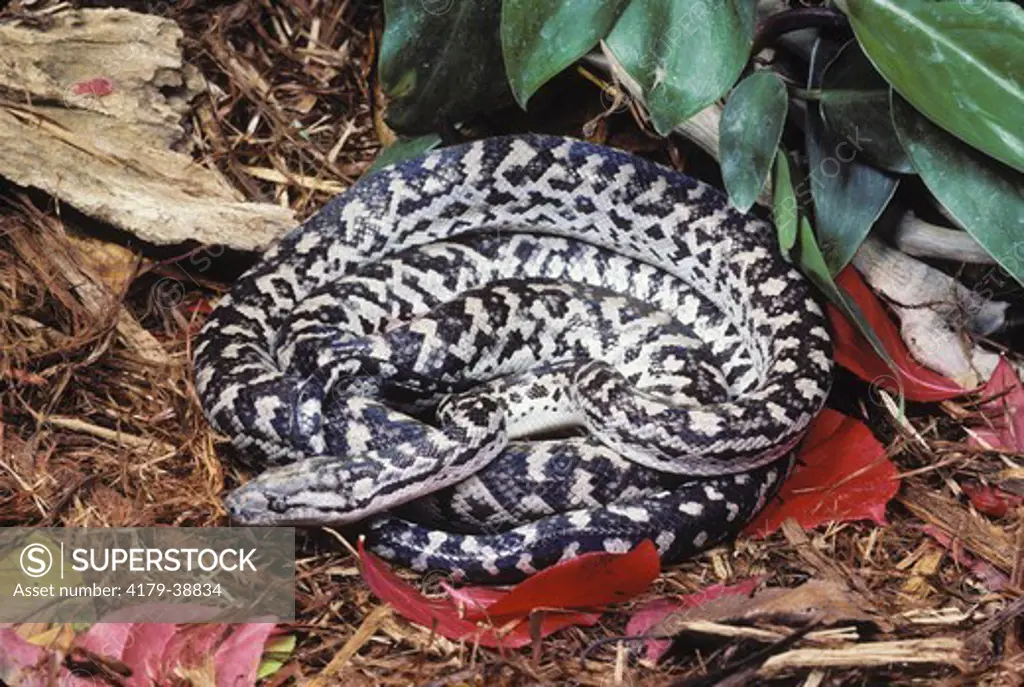 Caribbean Boa (Epicrates striatus strigilatus), Caribbean