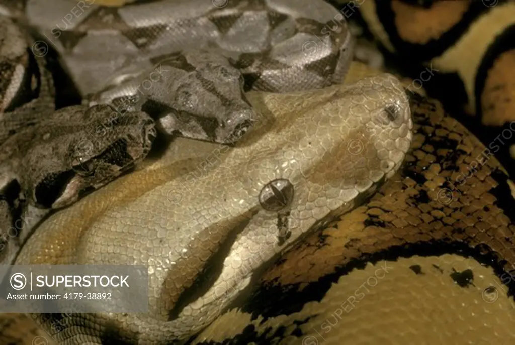 Common Boa Constrictor (Boa c. contrictor),babies w/ older snake, S. America, courtesy of Alan Both