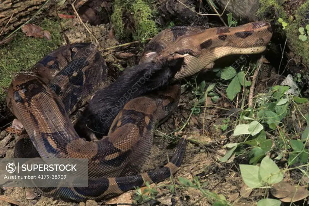 Boa Constrictor (Boa Constrictor) swallowing a Rat, Cent & So. America