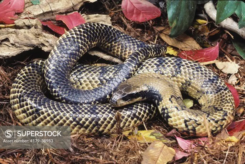 False Water Cobra (Hydrodynastes gigas), S. America