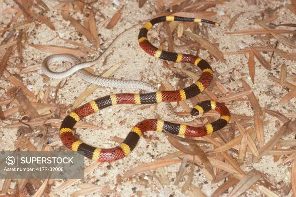 Texas Coral Snake Eating Juvenile Western Coachwhip Snake(Micrurus fulvius tener), cannibalism