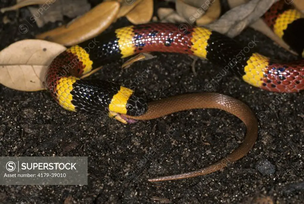 Texas Coral Snake eating Rough Earth Snake (Micrurus tener & Virginia striatula)