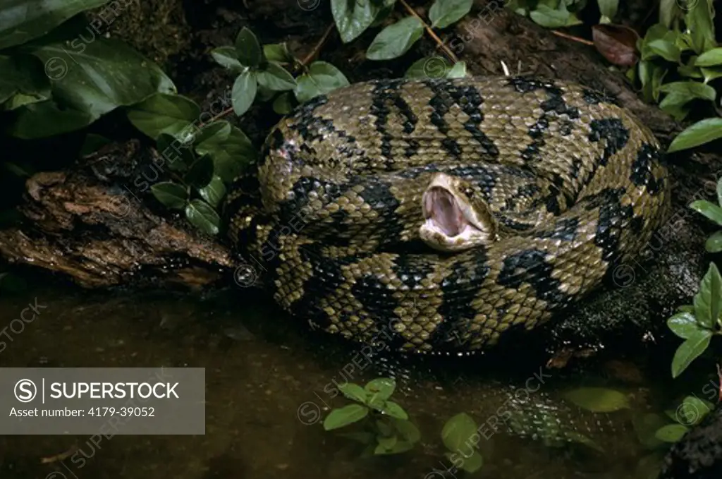 Cottonmouth aka Water Moccasin (Agkistrodon piscivorous)