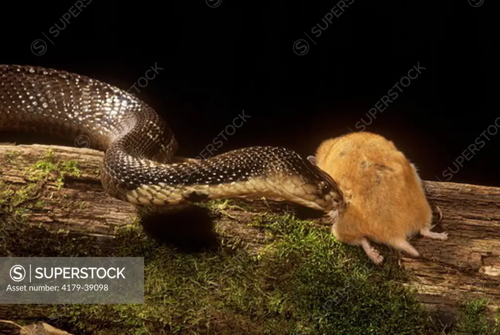 Indian Cobra Eating (Naja naja) India, S Asia