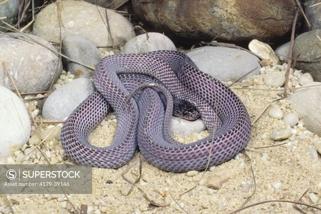 Cape File Snake (Mehelya capensis), S. Africa