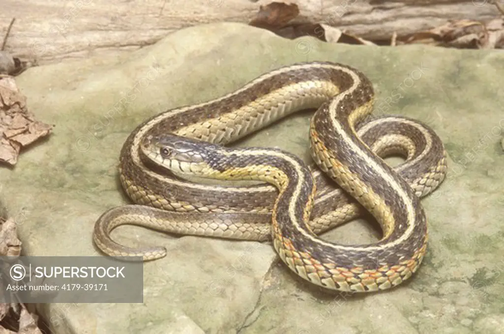Eastern Garter Snake (Thamnophis sirtalis), Steuben Co., IN, Indiana