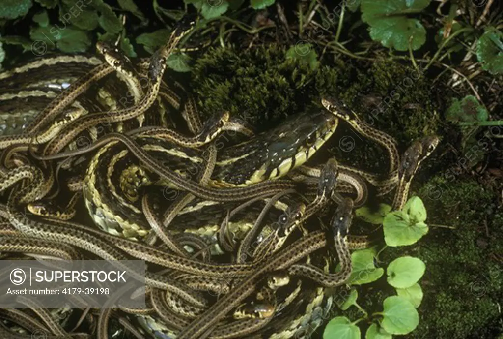 Eastern Garter Snake (Thamnophis sirtalis) with newly born young