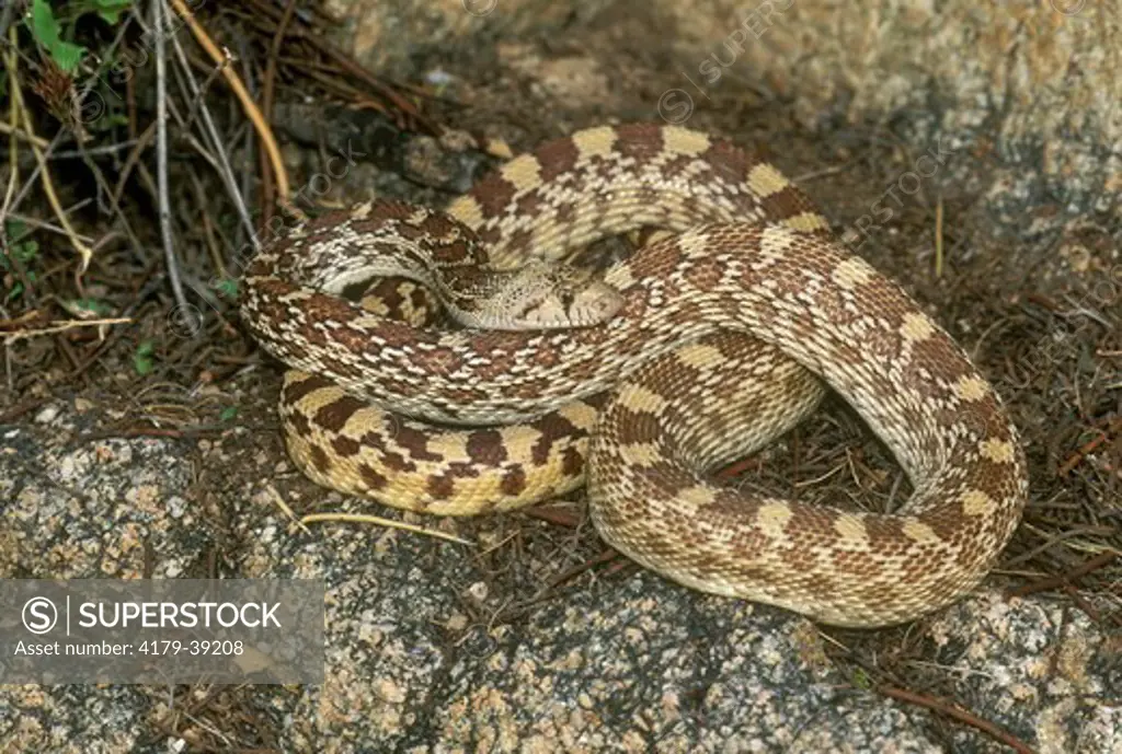 Gopher Snake (Bull) (Pituophis melanoleucus) Southern Arizona (ruthveni)