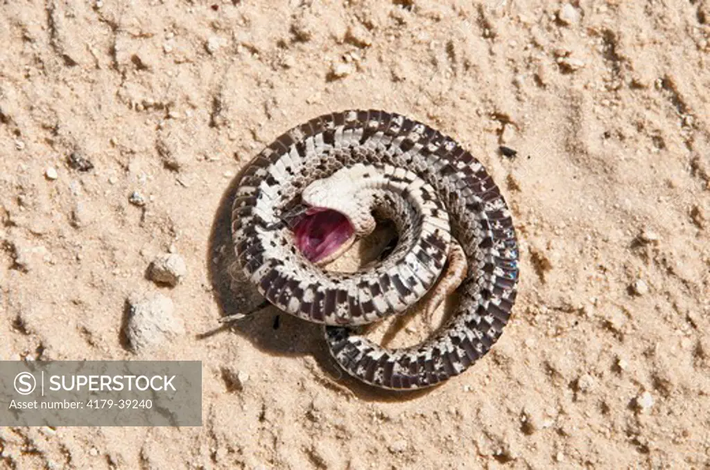 Young Southern Hognose Snake (Heterodon simus) playing dead, Alachua Co., FL