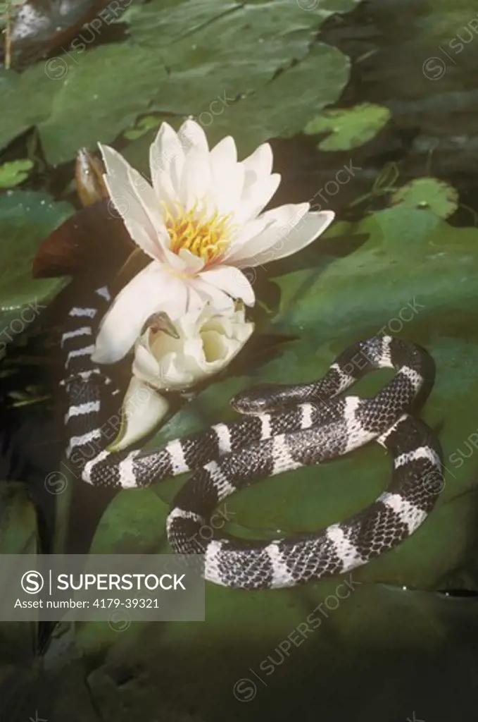 Many-banded Krait (Bungarus multicinctus), S.E. China, Taiwan