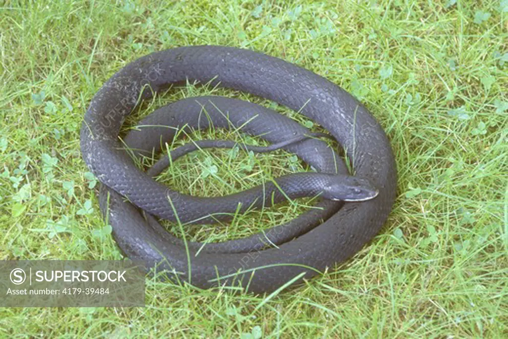 Northern Black Racer (Coluber c. constrictor) coiled in Grass