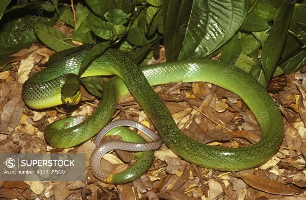 Red-tailed Green Rat Snake (Gonyosoma oxycephala), Indonesia