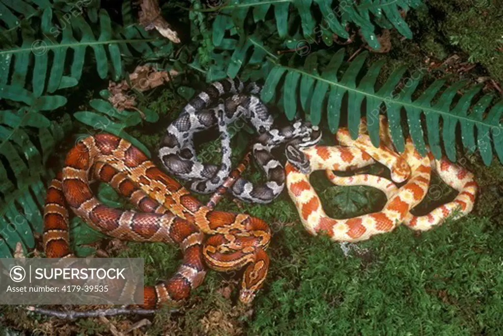 Red Rat Snake aka Corn Snake (Elaphe guttata) Normal, Melanism, Albinism variations