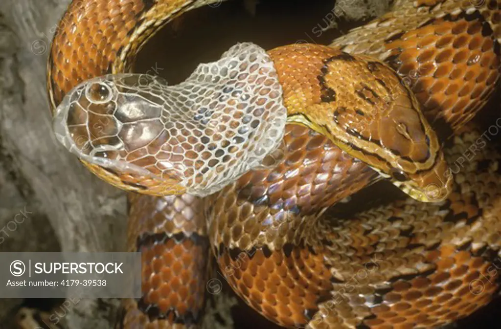 Red Rat aka Corn Snake Beginning to Shed Skin