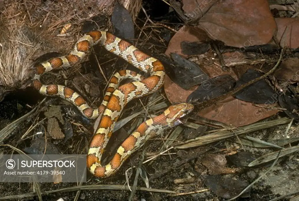 Young Rosy Rat Snake (Elaphe guttata rosacea) eating Anole