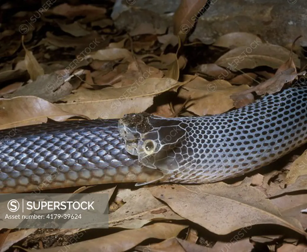 Australian Taipan shedding skin(Oxyuranus scutellatus) AKA Australian Brown Snake