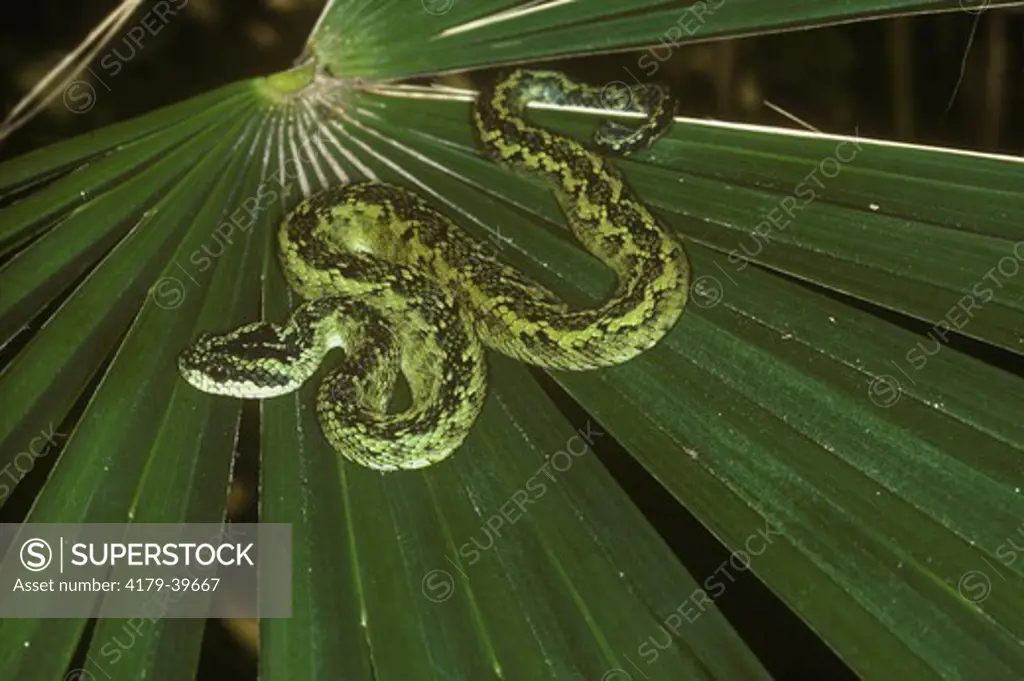 Sedge Viper (Atheris nitschei) Central Africa