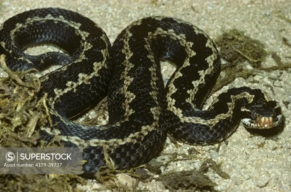 Kasnakov's Viper (Vipera kaznakovi) - venomous - Russia-Turkey  60cm long