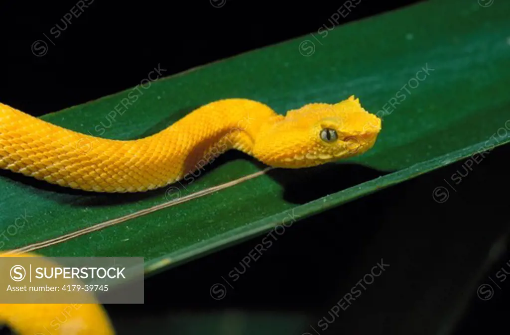 'Eyelash or Palm Viper (Bothrops schlegelii), Costa Rica, CA