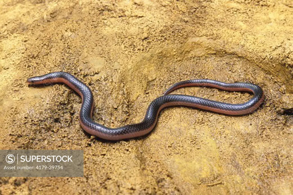 Western Worm Snake (Carphophis vermis), Le Flore Co, OK