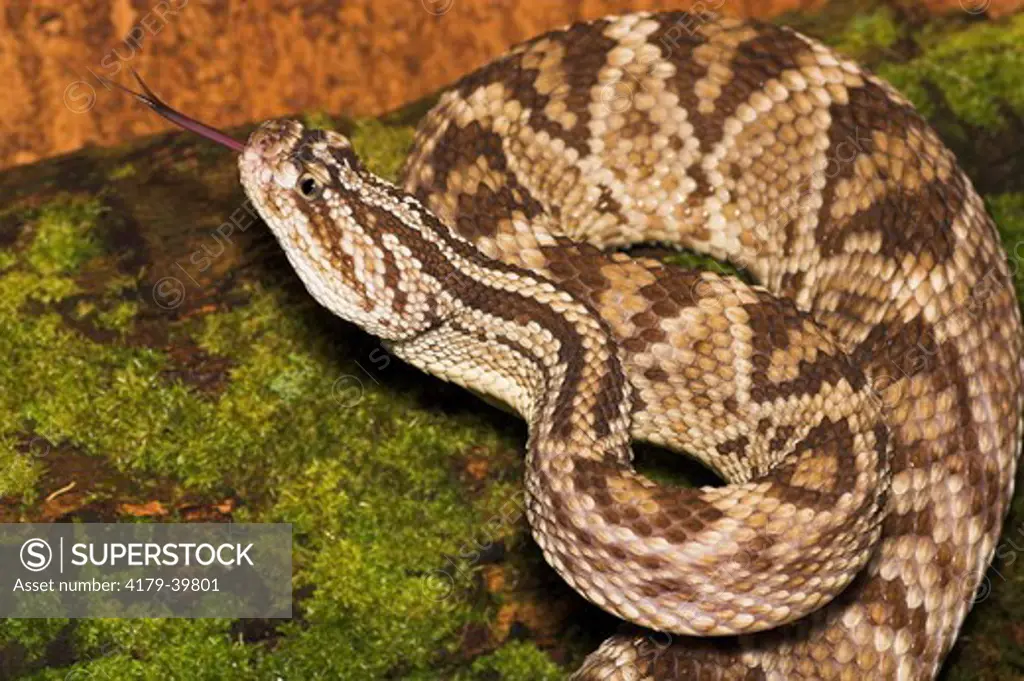 Amazon Cascabel / South American Rattlesnake / Guianian Rattlesnake (Crotalus durissus dryinus) Venomous, Scenting Air with Tongue, South America