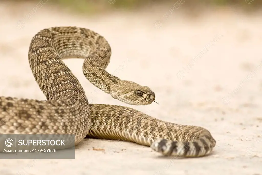 Western Diamondback Rattlesnake (Crotalus atrox) Welder Flats, TX