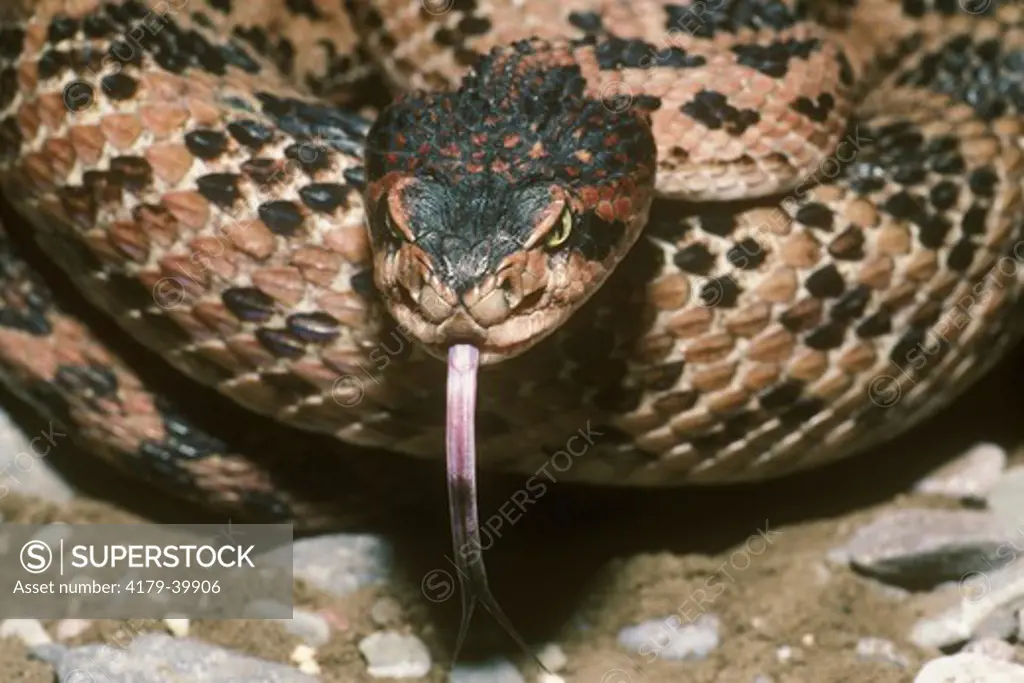 Huamantian Rattlesnake (Crotalus scutulatus salvini), Mexico