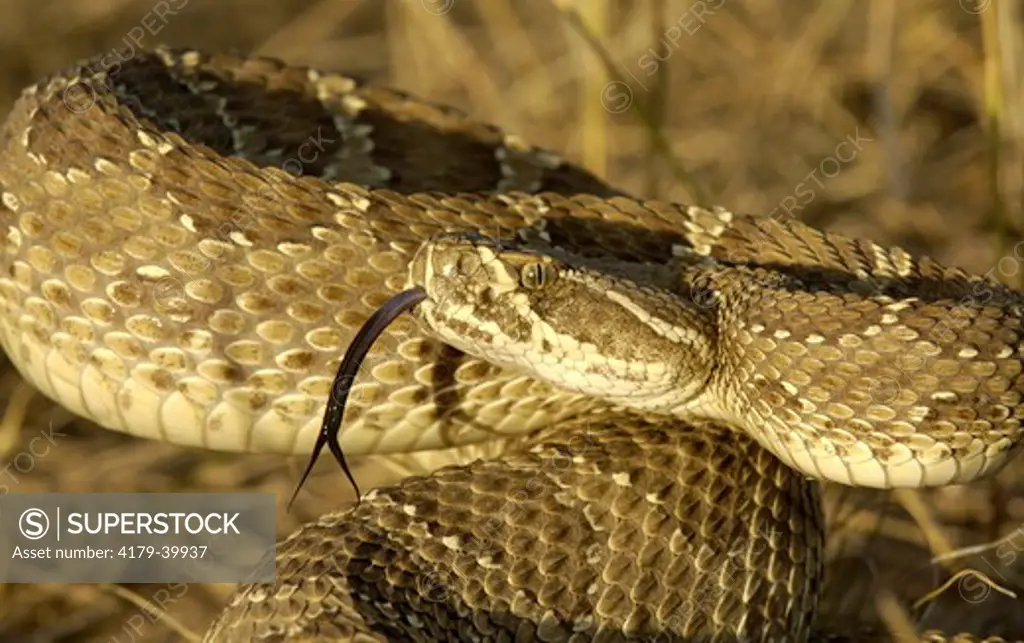 Prairie Rattlesnake (Crotalus viridis)  Defensive posture, ready to strike.  Eastern Colorado  Darren Bennett Photo