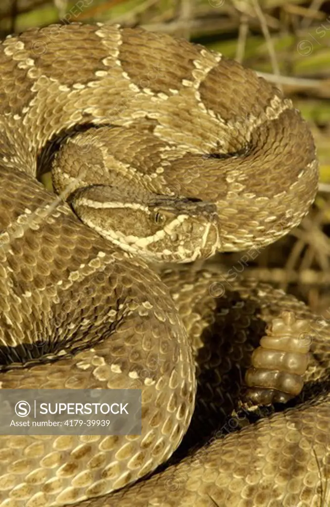 Prairie Rattlesnake (Crotalus viridus)  Defensive posture, ready to strike.  Eastern Colorado  Darren Bennett Photo