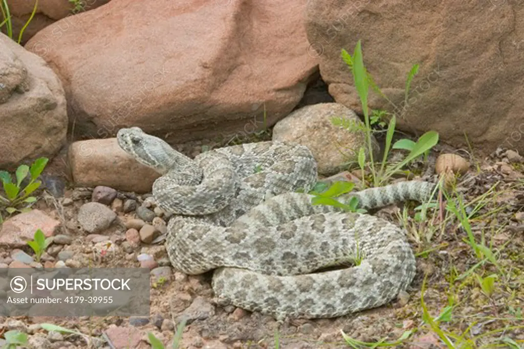 Western Prairie Rattlesnake (Crotalus v. viridis) coiled and ready to strike Western prairies to evergreen forest.  Controlled situation