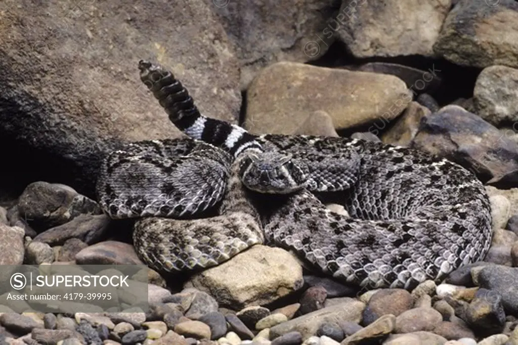 Tortuga Island Diamond Rattlesnake (Crotalus tortugensis), Tortuga Is., Haiti